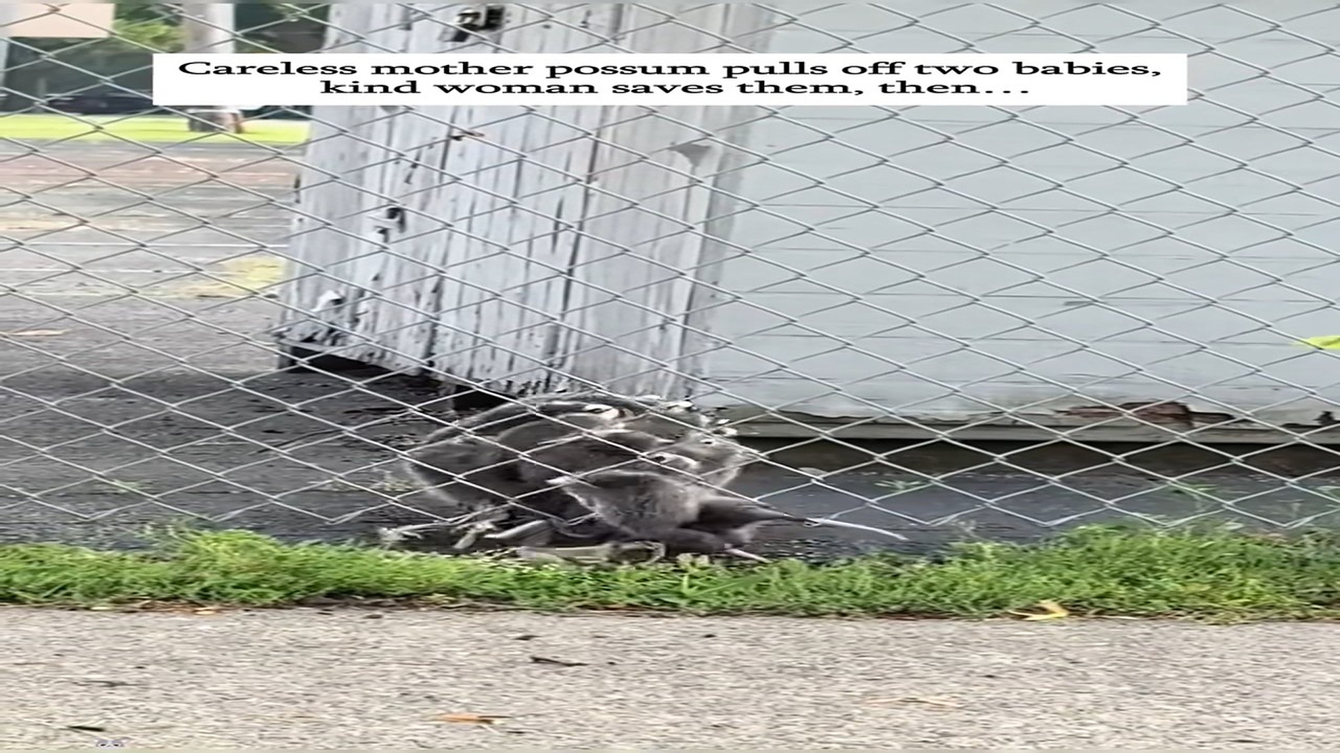 Full Video : N1609021_Careless mother possum pulls off two babies, kind woman saves them, then#rescue #possum #animals #fy