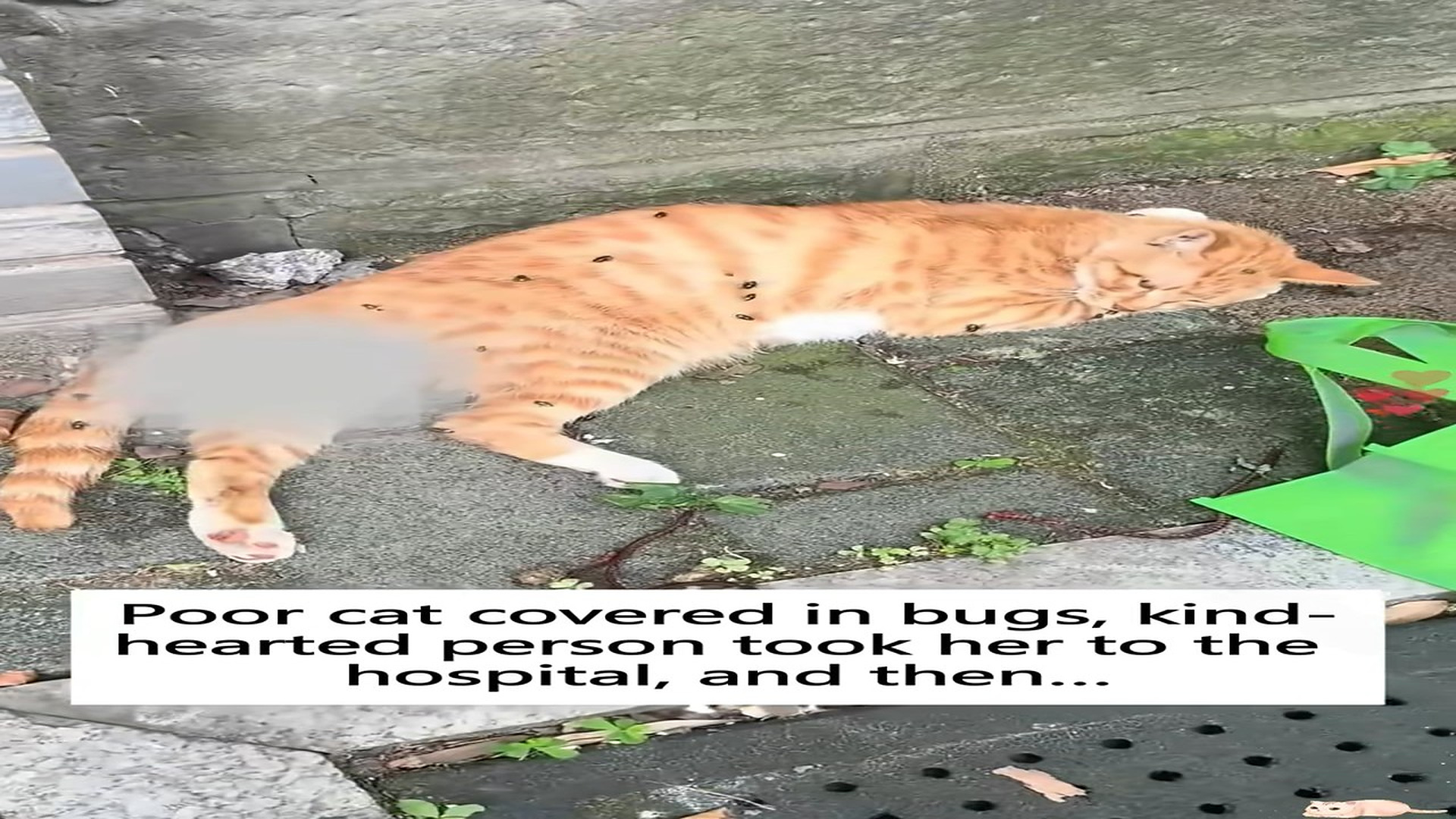 Parte 2 : N1609047_Poor cat covered in bugs, kind-hearted person took her to the hospital, and then…#kitten #rescue #an
